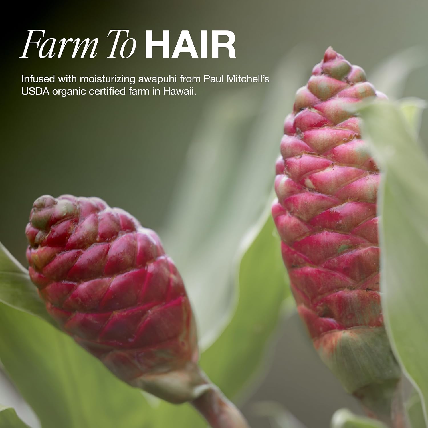 Paul Mitchell Awapuhi Shampoo, Balances Moisture + Adds Shine, For All Hair Types, Especially Fine + Static-Prone Hair - Image 7